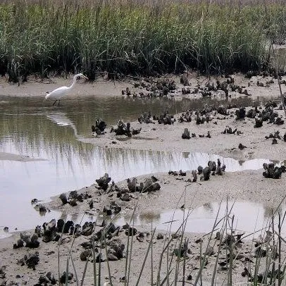 thumbnail for publication: How Oyster Reefs Can Affect Finfish Recruitment
